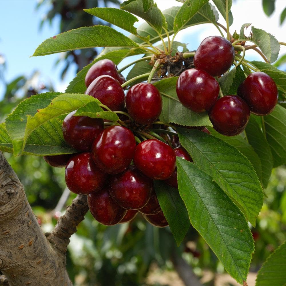 Cherry 'Lapins' - Ladybird Nursery