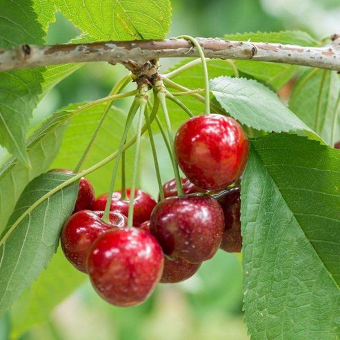 Cherry Minnie Royal - Ladybird Nursery