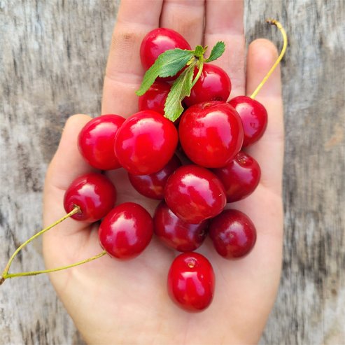 Cherry 'Royal Crimson' 250mm - Ladybird Nursery