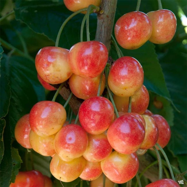 Cherry Royal Rainier - Ladybird Nursery
