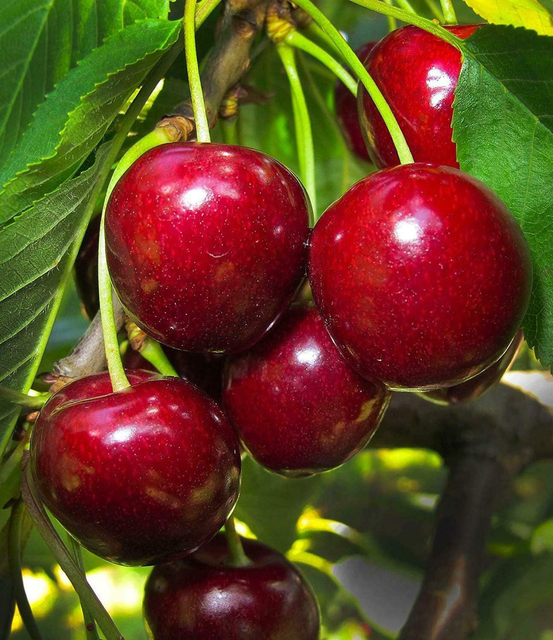 Cherry 'Sir Don' PBR - Ladybird Nursery