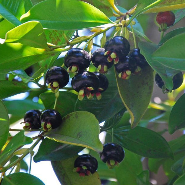 Grumichama Cherry (Grumichama - Eugenia) - Ladybird Nursery