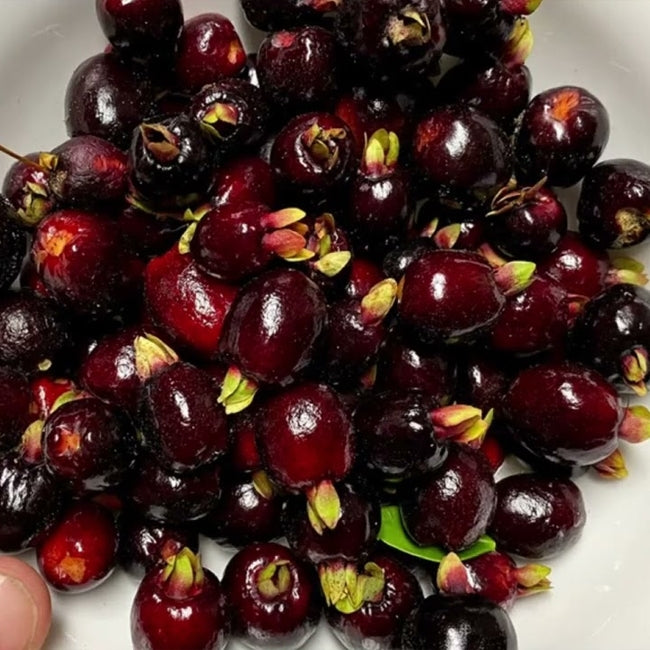 Cherry of Rio Grande