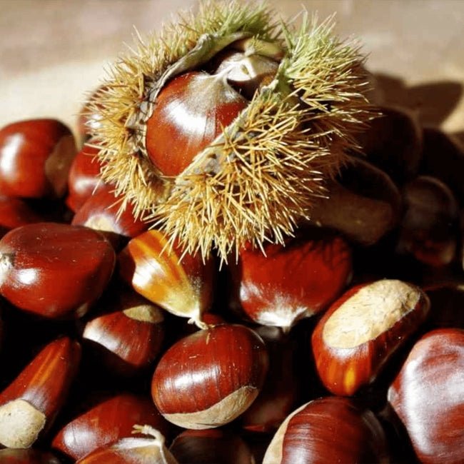 Chestnut Grafted Advanced (Pick Up Only) 250mm pot - Ladybird Nursery