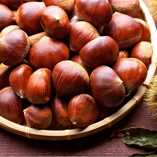 Chestnut Wandiligong Wonder