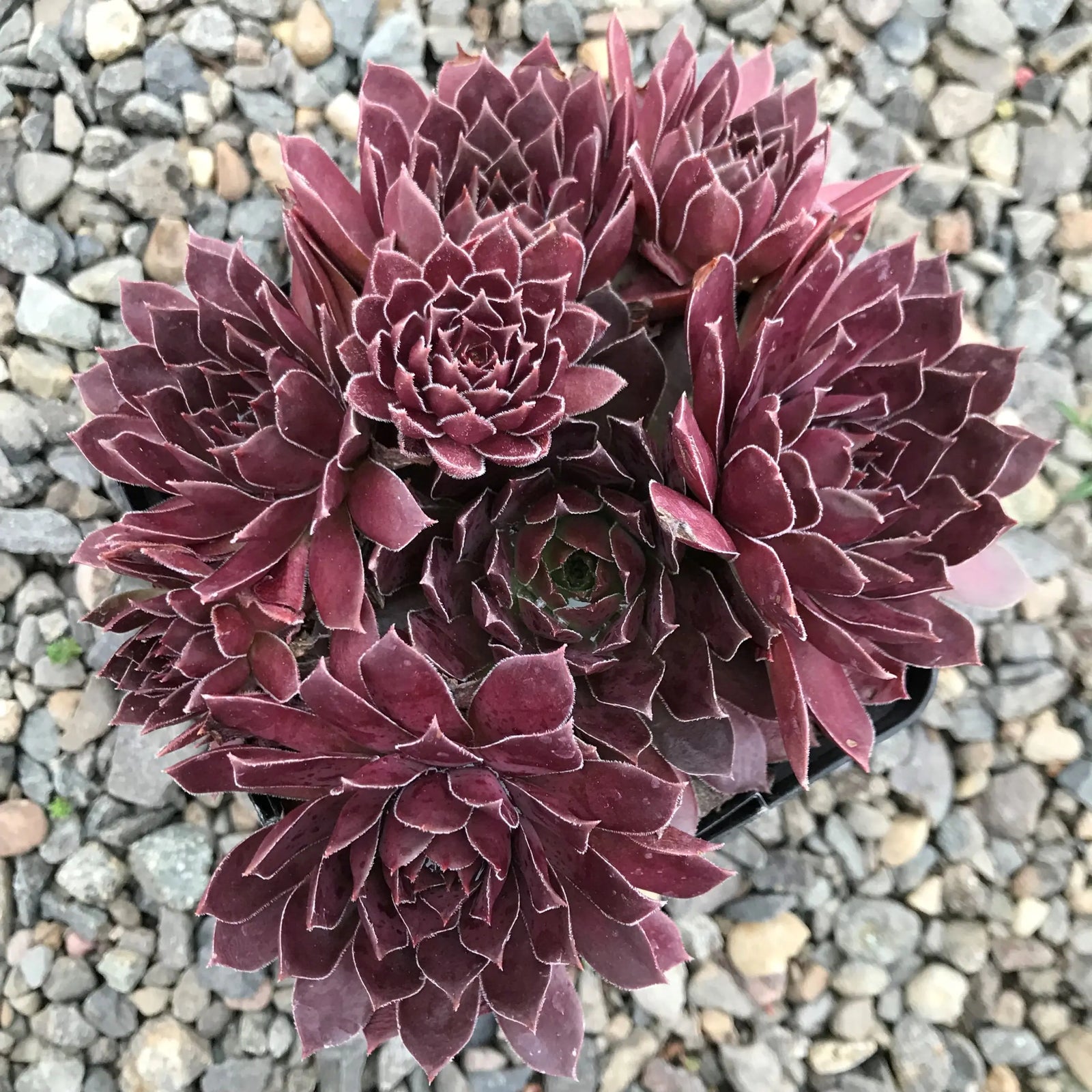 Chick Charms (Sempervivum) - Ladybird Nursery