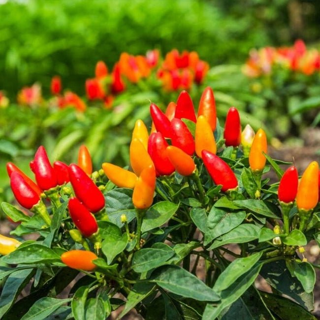 Chilli Bali Cabe - Ladybird Nursery