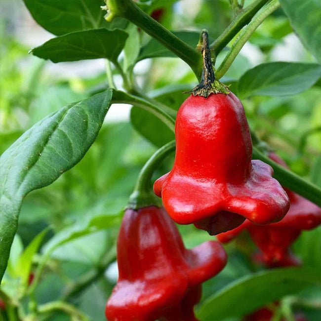 Chilli Bell - Ladybird Nursery