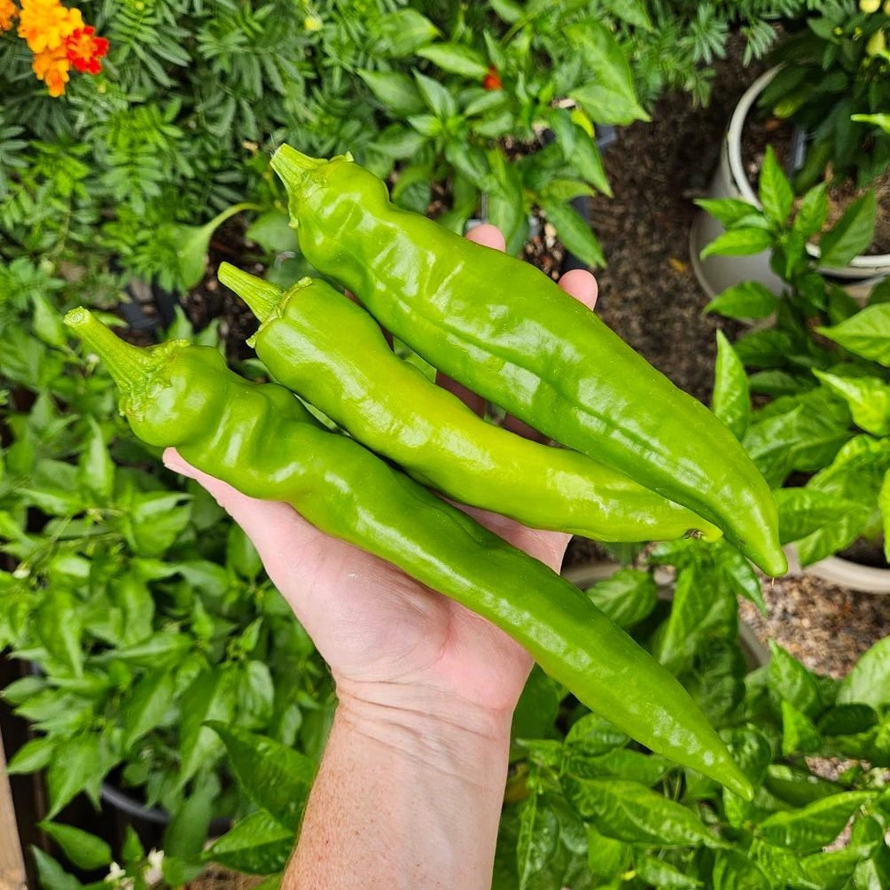 Chilli 'Big Jim' - Ladybird Nursery
