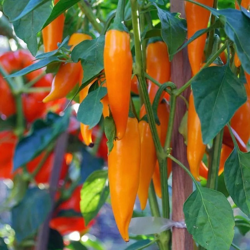 Chilli 'Bulgarian Carrot'