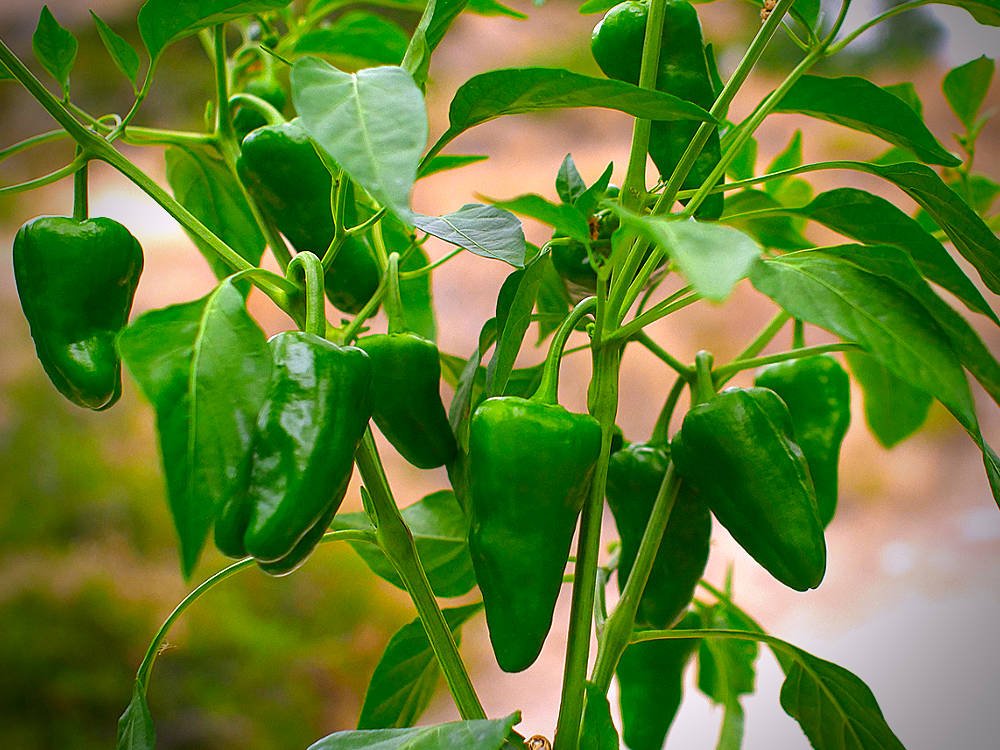 Chilli 'Pimientos De Padron' - Ladybird Nursery
