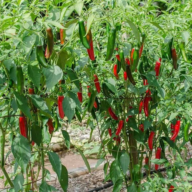Chilli 'Serrano' - Ladybird Nursery