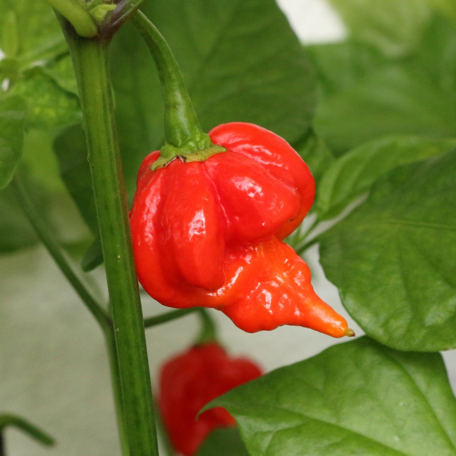 Chilli 'Trinidad Scorpion' - Ladybird Nursery