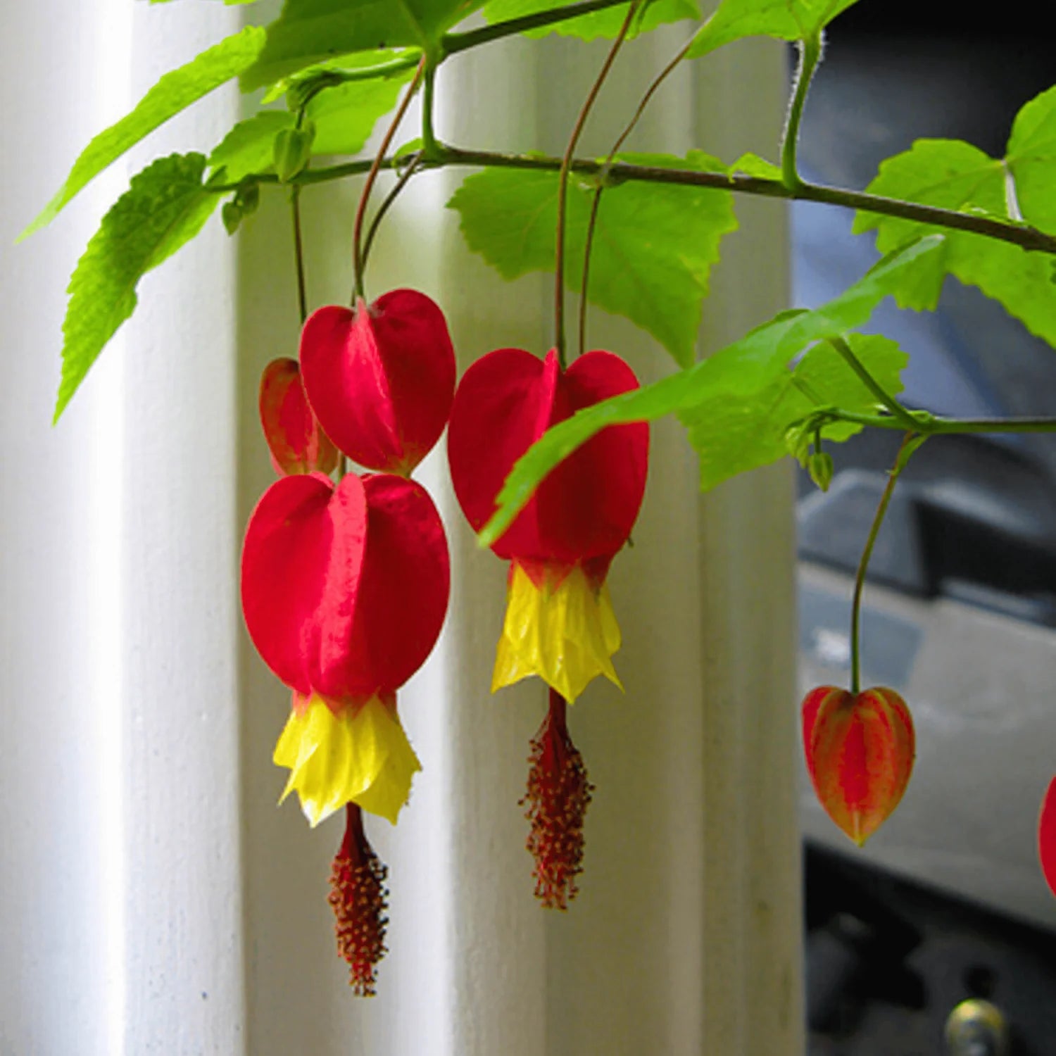 Chinese Lantern Brazilian Bell (Abutilon) - Ladybird Nursery