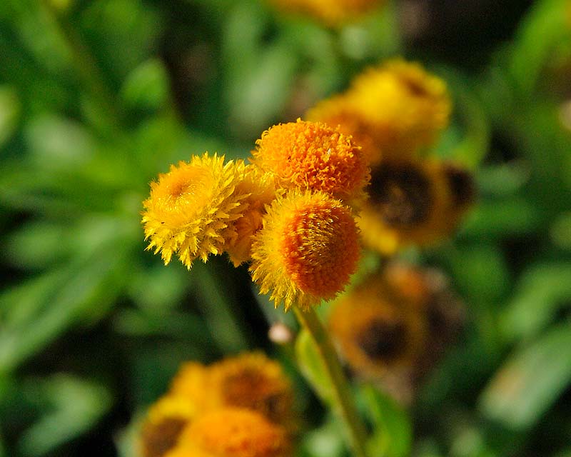 Yellow Buttons Desert Flame (Chrysocephalum apiculatum) - Ladybird Nursery