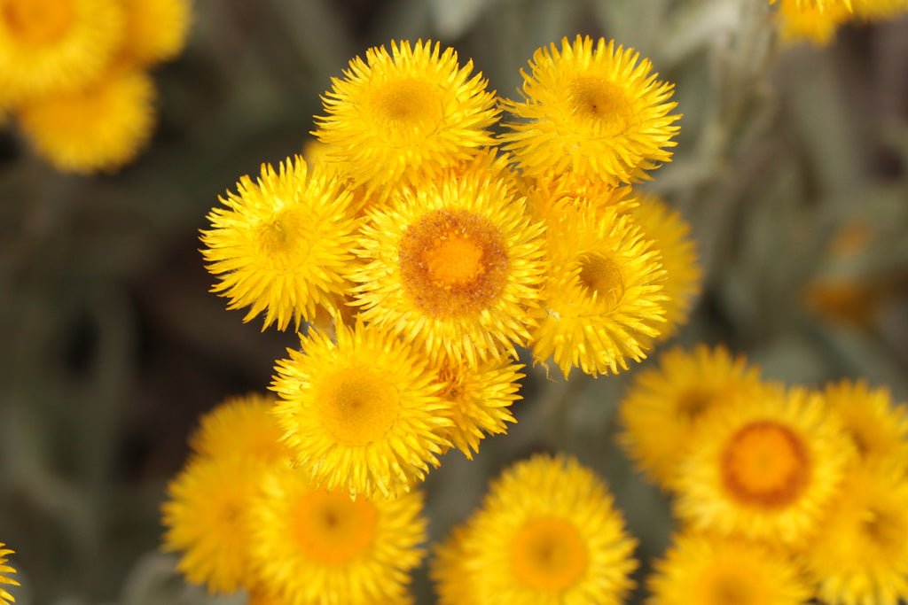 Yellow Buttons (Chrysocephalum apiculatum) - Ladybird Nursery
