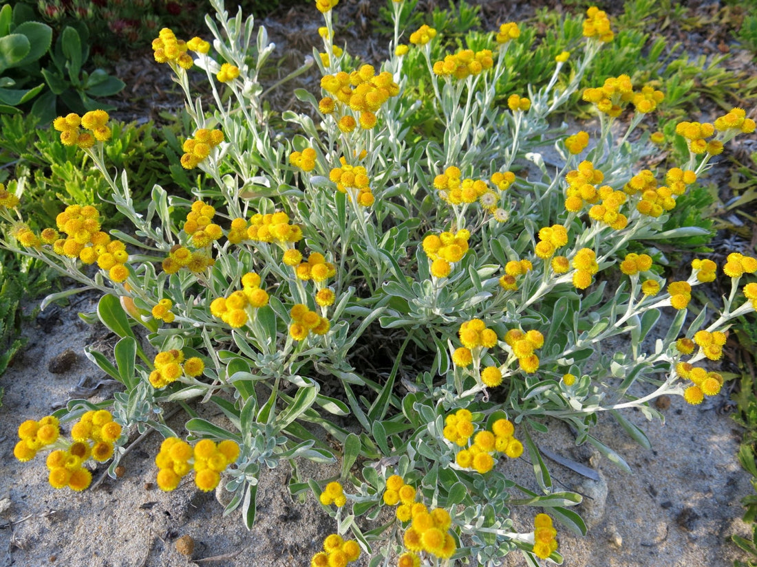 Yellow Buttons Compact (Chrysocephalum apiculatum) - Ladybird Nursery