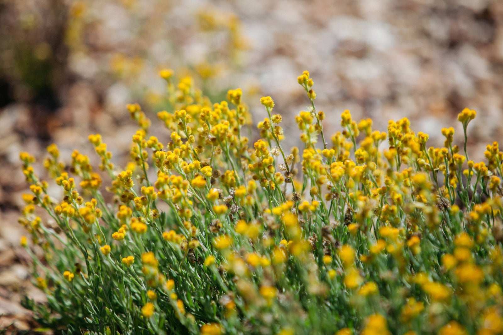 Yellow Buttons Compact (Chrysocephalum apiculatum) - Ladybird Nursery