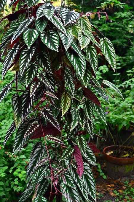 Cissus javana - Ladybird Nursery