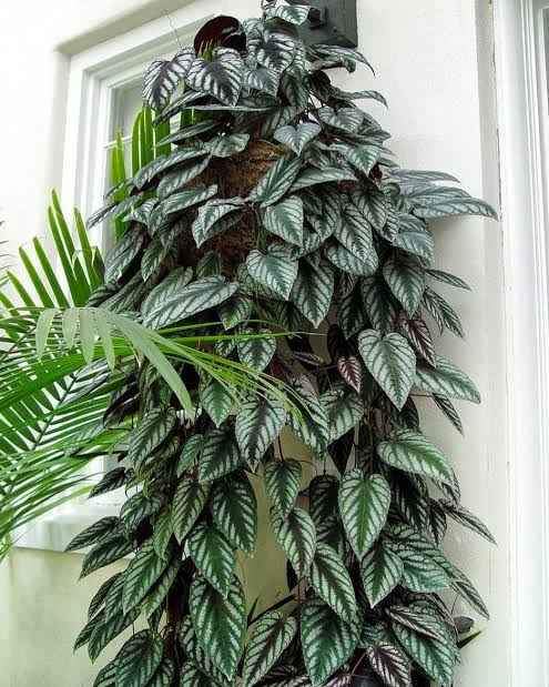 Cissus javana - Ladybird Nursery