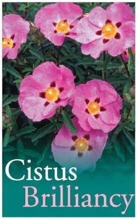Cistus 'Brilliancy' Rock Rose - Ladybird Nursery
