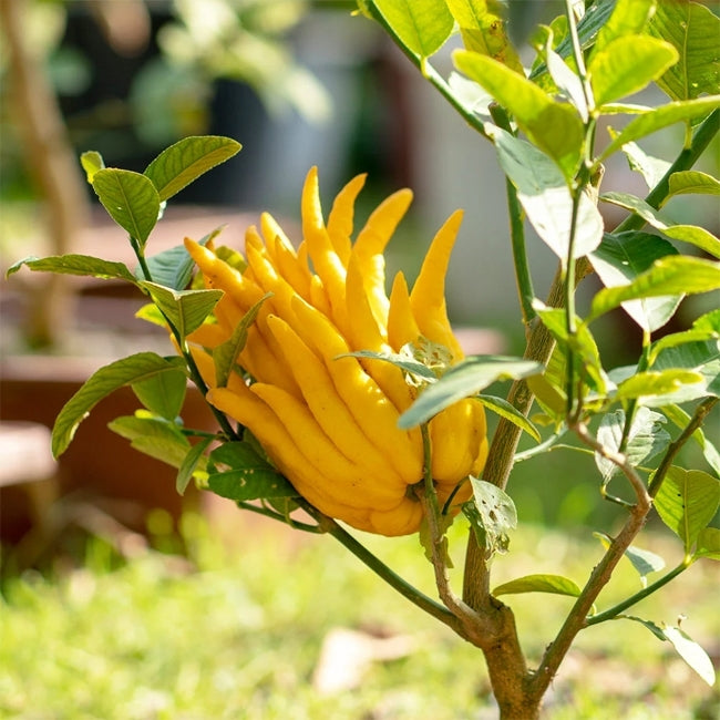 Citron Buddhas Hand QLD ONLY
