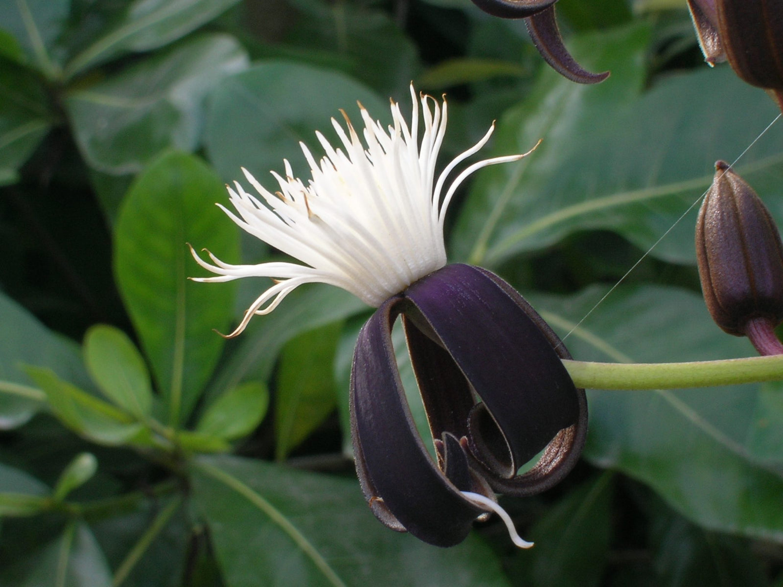 Clematis (Clematis smilacifolia) - Ladybird Nursery