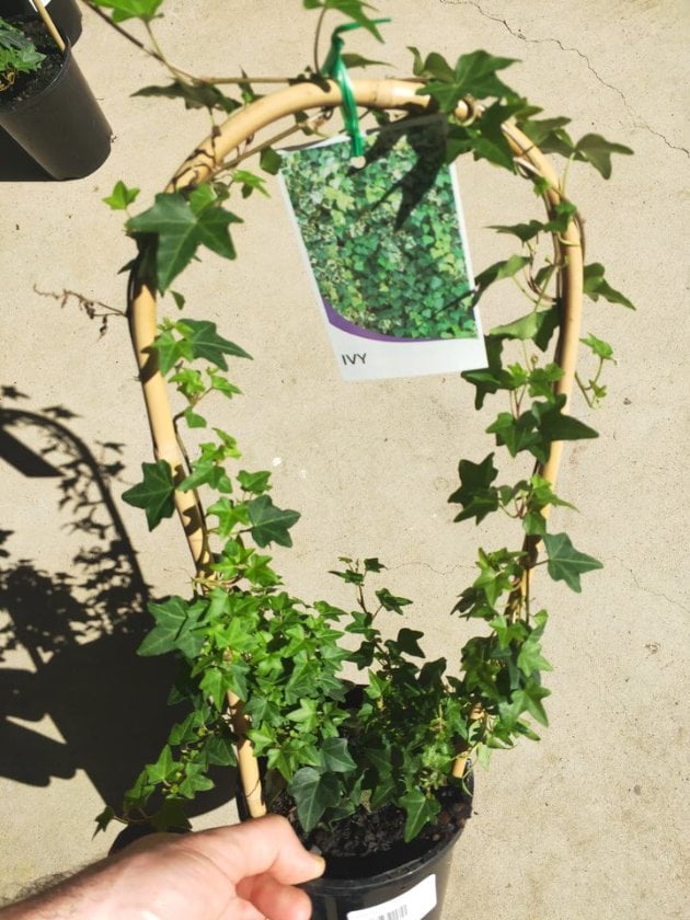 Climbing Ivy - Ladybird Nursery
