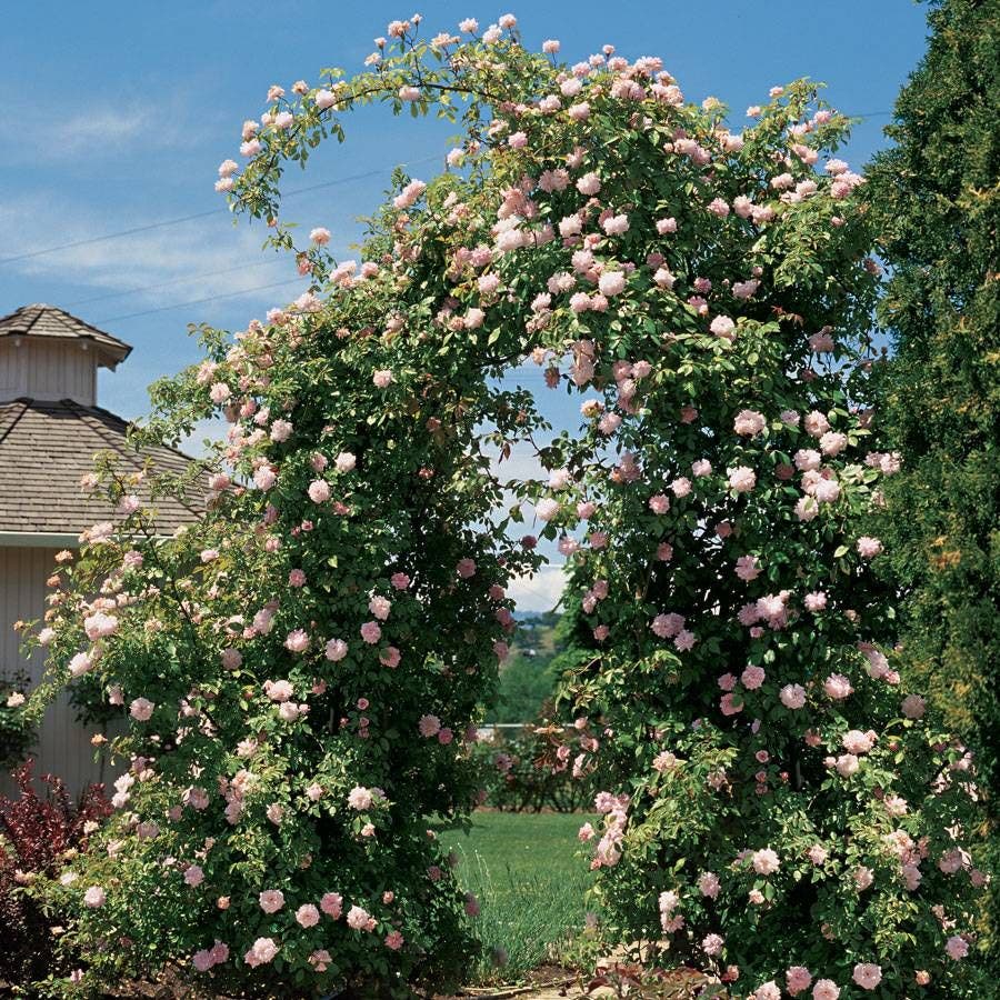 Climbing Rose 'Cecile Brunner' - Ladybird Nursery