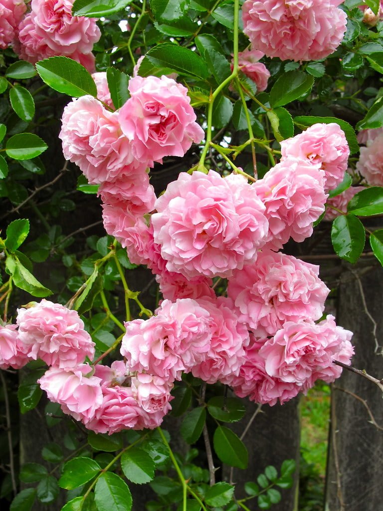 Climbing Rose Dorothy Perkins - Ladybird Nursery
