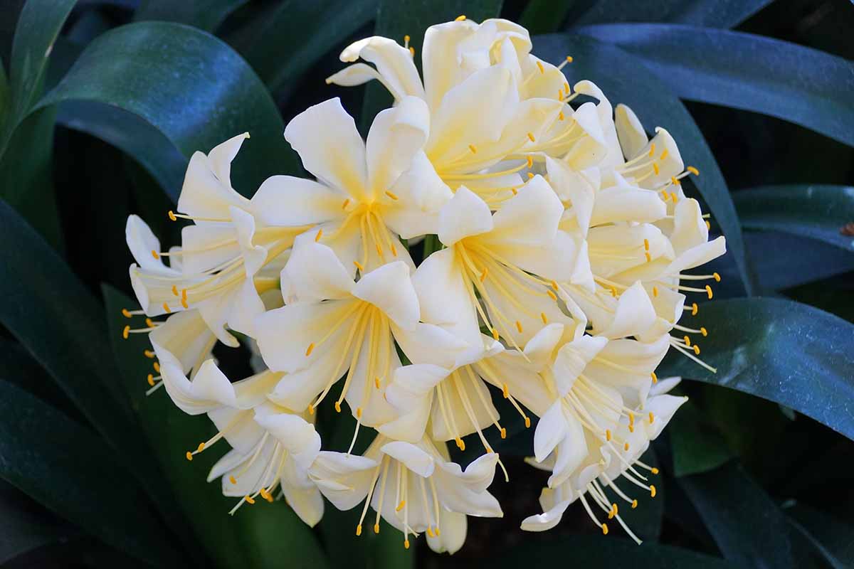 Bush Lily Cream/Yellow (Clivia miniata) - Ladybird Nursery
