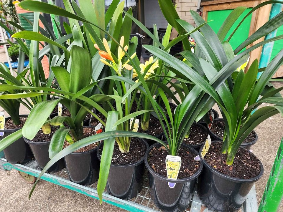 Clivia - Flowering Age - Ladybird Nursery