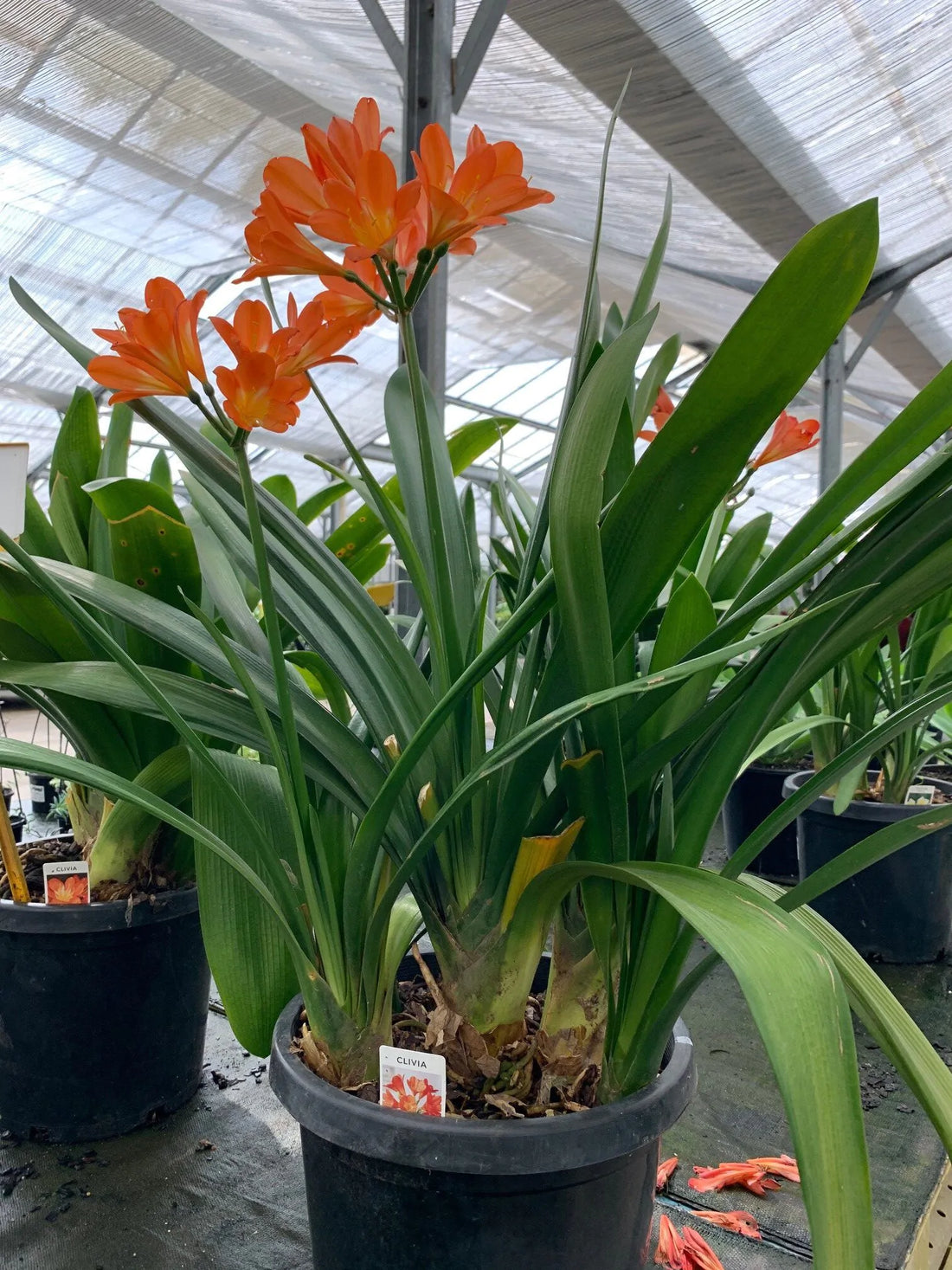 Bush Lily (Clivia miniata) - Ladybird Nursery