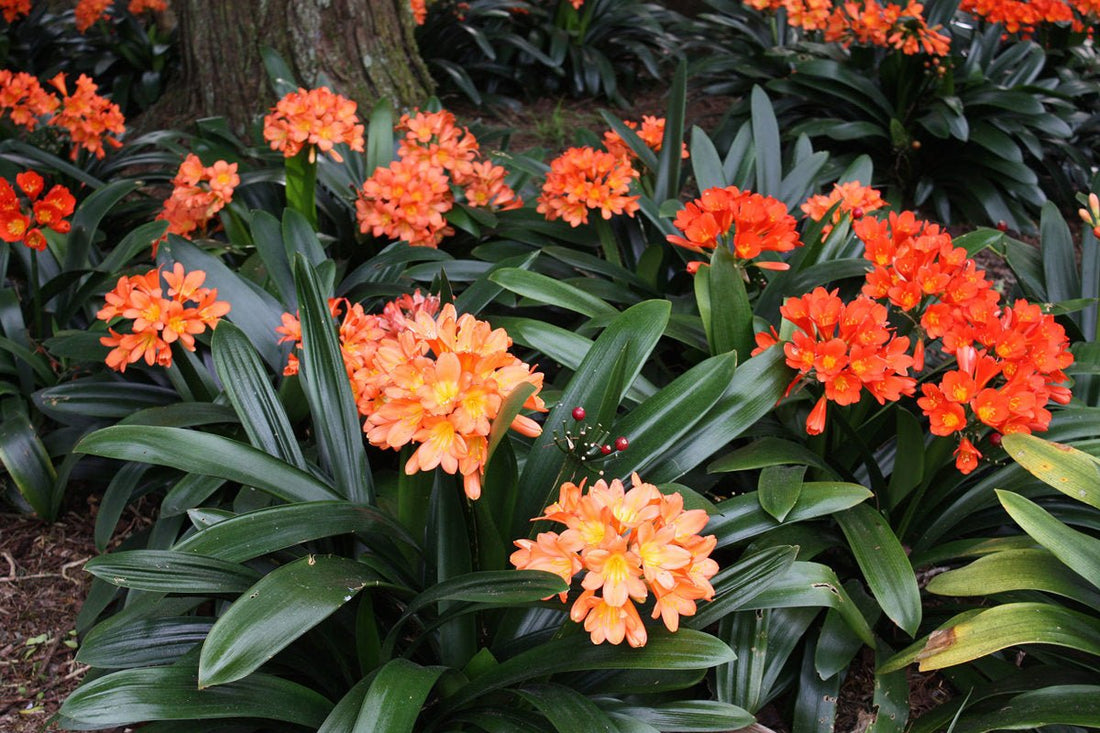 Clivia miniata - Large - Ladybird Nursery