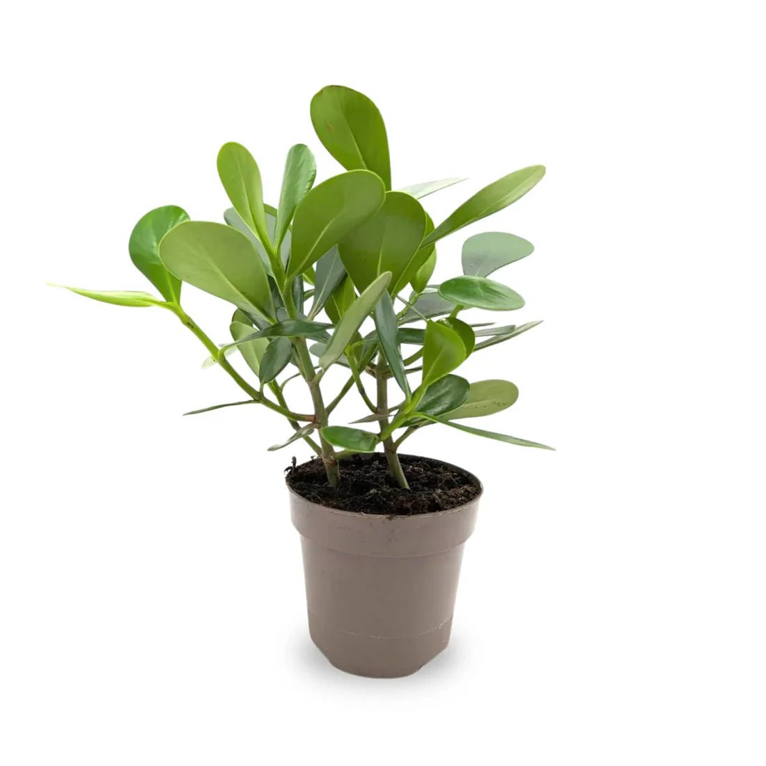 Autograph Tree (Clusia rosea) - Ladybird Nursery