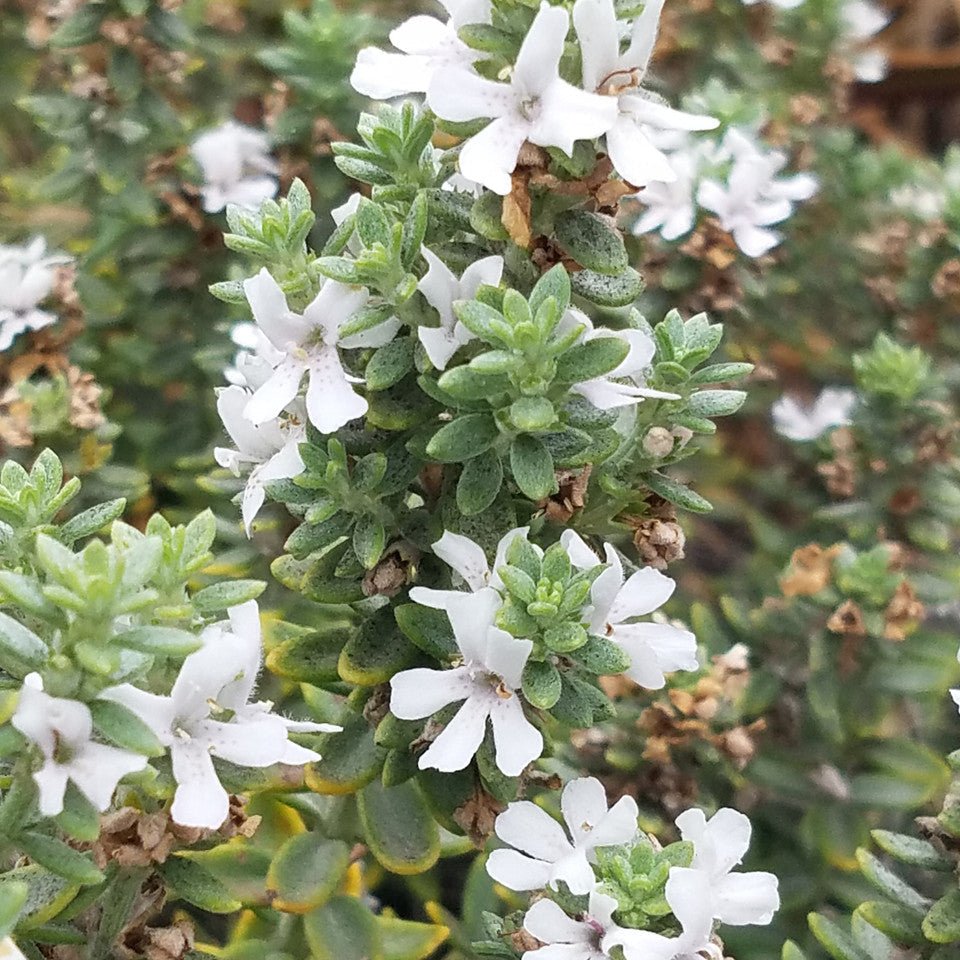Coastal Rosemary 'GREY BOX™' (Westringia fruticosa) - Ladybird Nursery