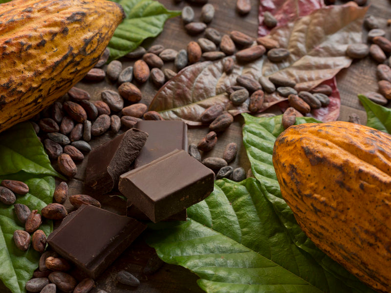Cacao (Chocolate Tree)