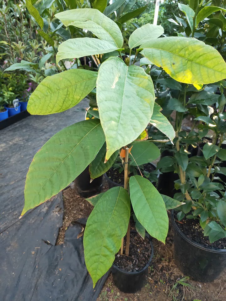 Cacao (Chocolate Tree)
