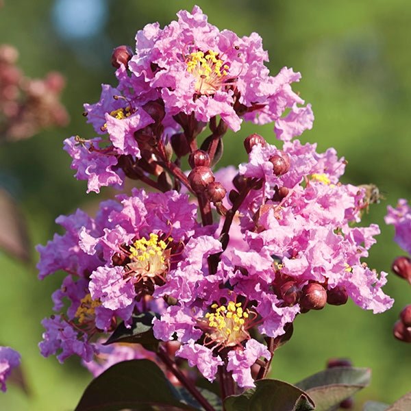 Crepe Myrtle Diamonds in the Dark Lavender Lace (Lagerstroemia) - Ladybird Nursery