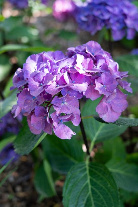 Hydrangea OBSIDIAN Storm Cloud - Ladybird Nursery