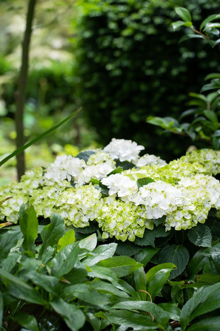 Hydrangea Magical Pearl - Ladybird Nursery