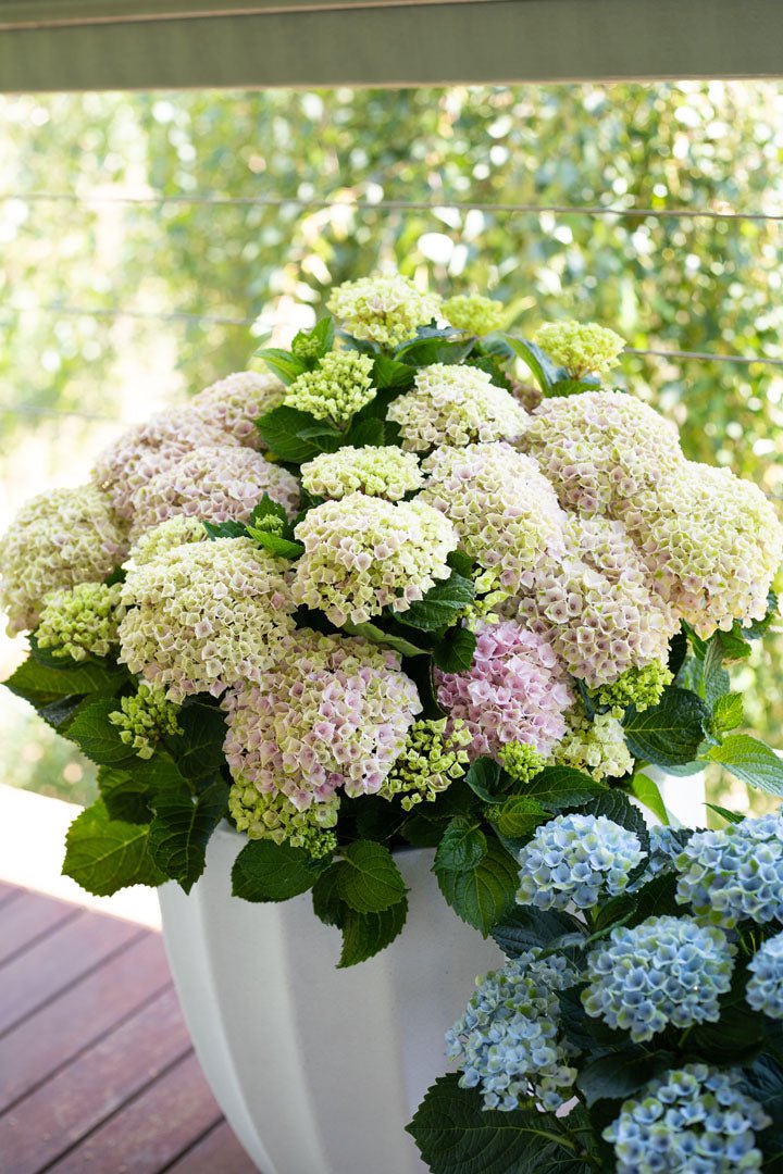 Hydrangea Magical Revolution - Ladybird Nursery