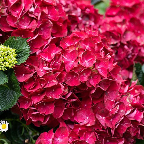Hydrangea Magical Ruby Red - Ladybird Nursery