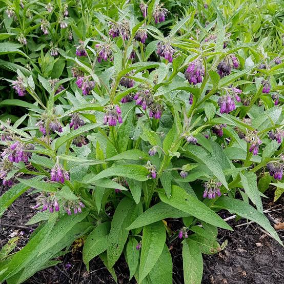Comfrey (Symphytum officinale) - Ladybird Nursery