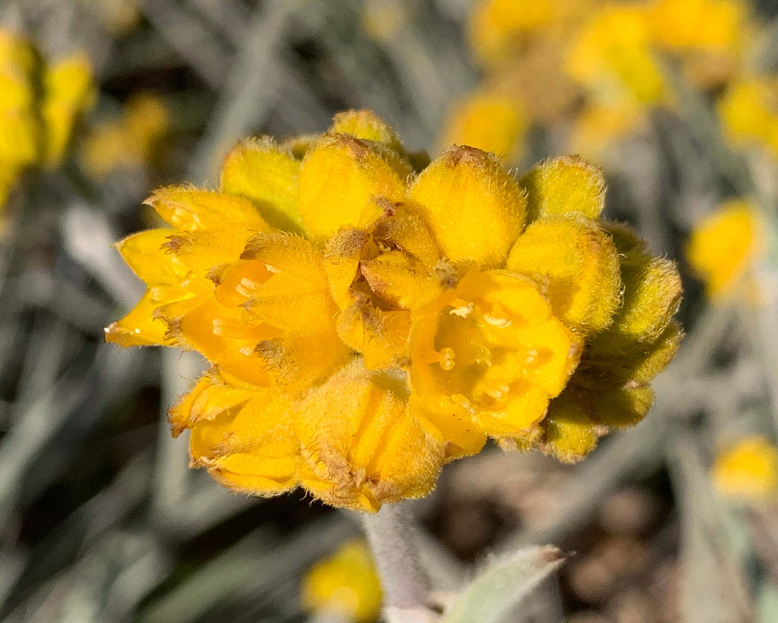 Grey Cottonhead Dwarf (Conostylis candicans) - Ladybird Nursery