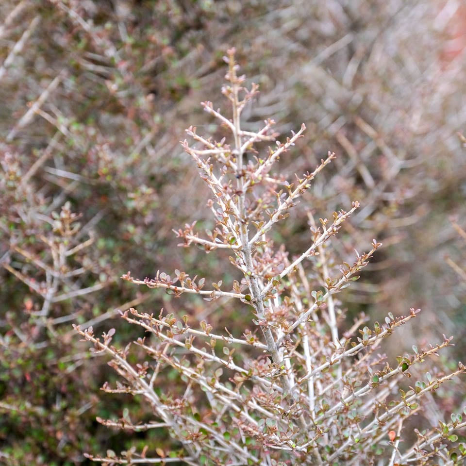 Coprosma Cappuccino - Ladybird Nursery