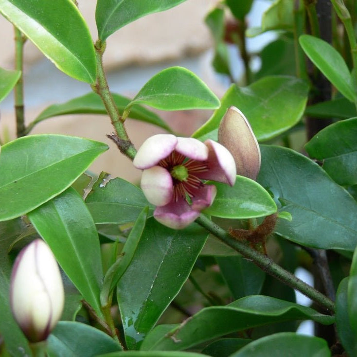 Port Wine Magnolia (Michelia figo) 250mm Pot PICK UP ONLY - Ladybird Nursery