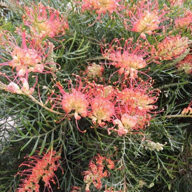 Grevillea 'Coral Fusion' Large - Ladybird Nursery
