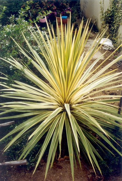 Cordyline Albertii (Cordyline australis) - Ladybird Nursery