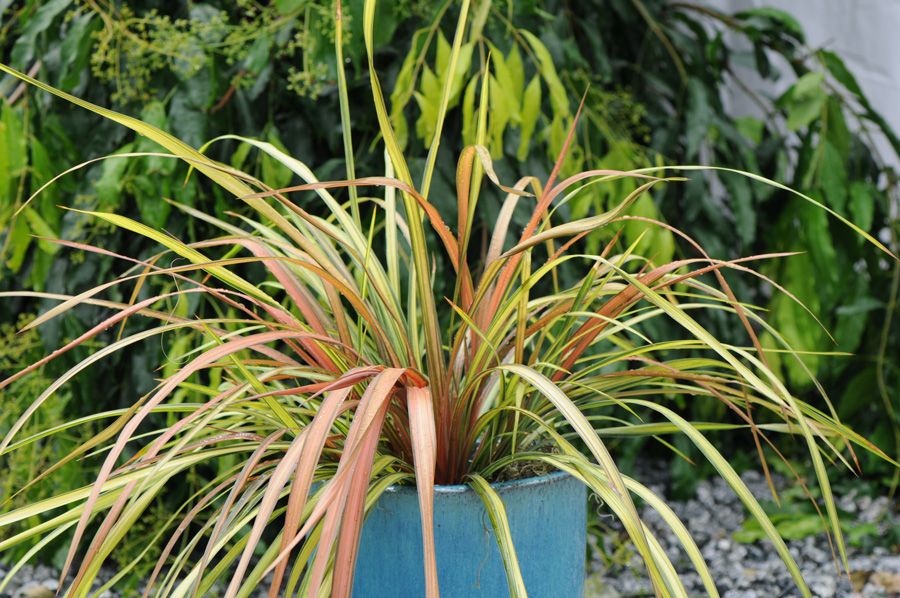 Cordyline Cha Cha™ (Cordyline australis) - Ladybird Nursery